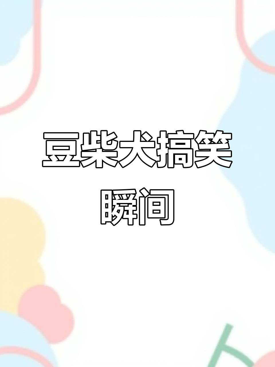 豆柴犬的可爱日常,拆开玩具太有趣了