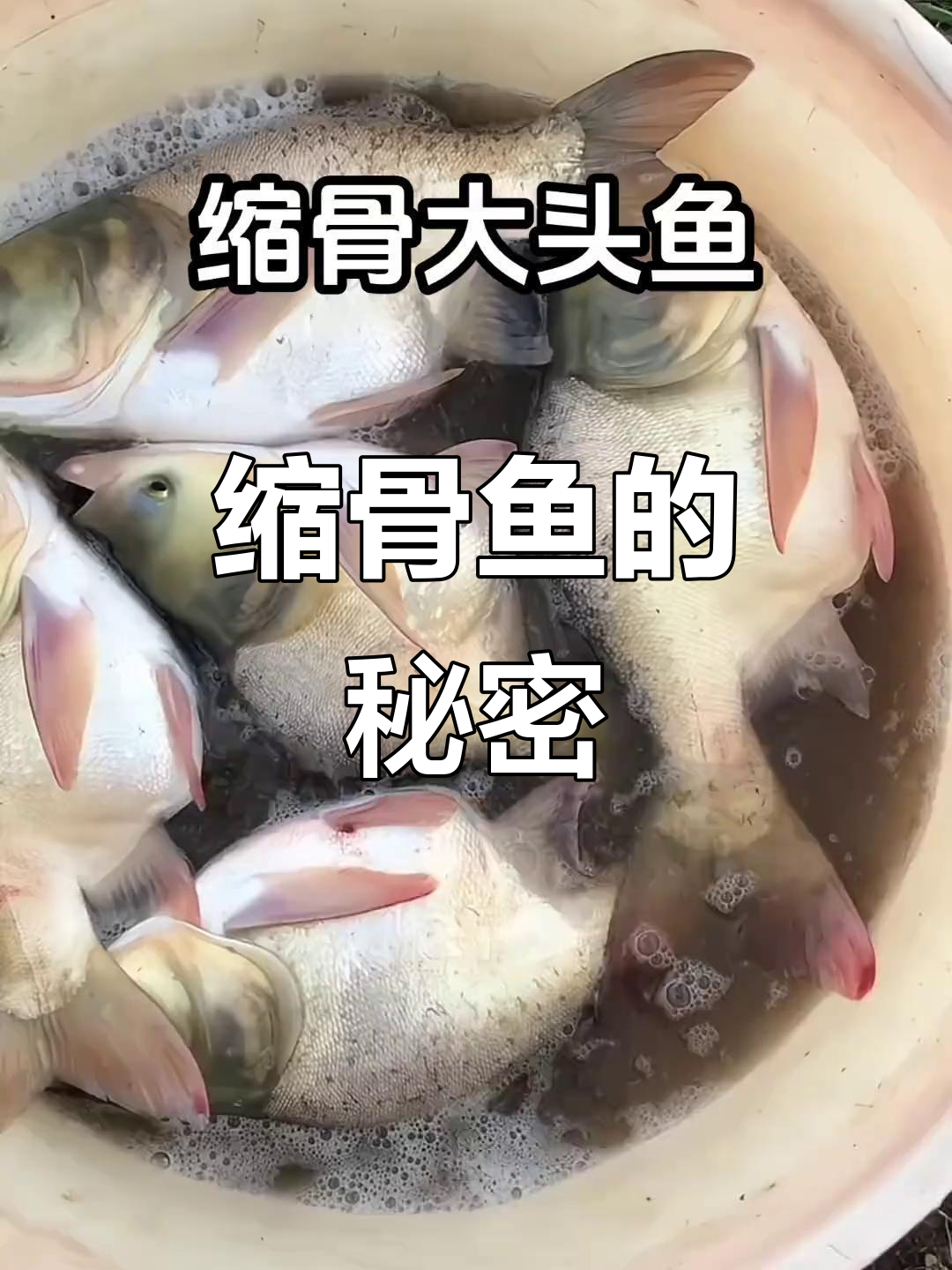 缩骨鱼与普通花鲢生长方式相同,独特名称引人好奇