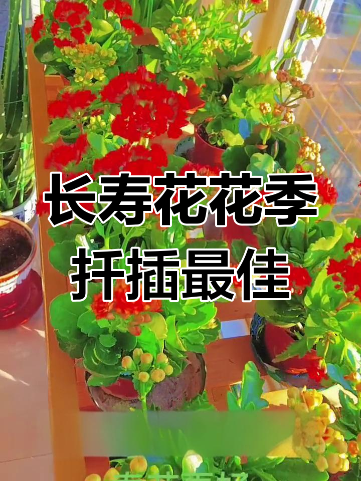 春季扦插长寿花更易开花,秋季也能尝试