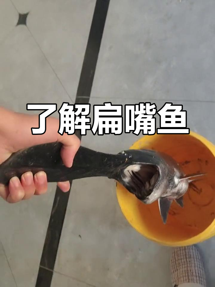 扁嘴鱼的特点与习性