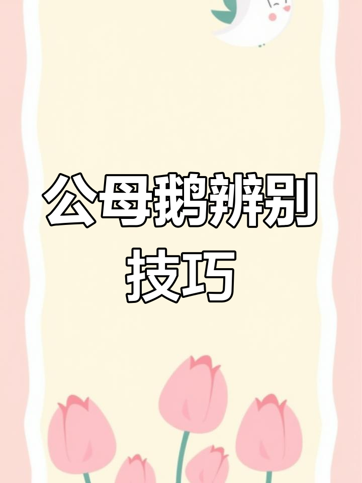 分辨公母鹅,看外观轻松搞定