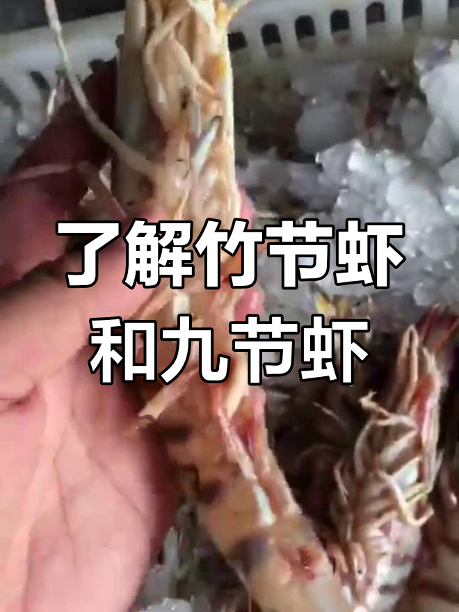 竹节虾与九节虾大揭秘,海鲜知识全解