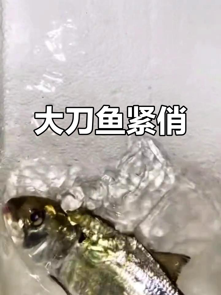 今年大刀鱼和大鲥鱼供不应求,尝鲜要趁早