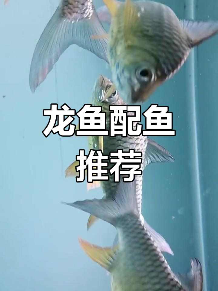 柠檬鲫与龙鱼搭配,水族新选择