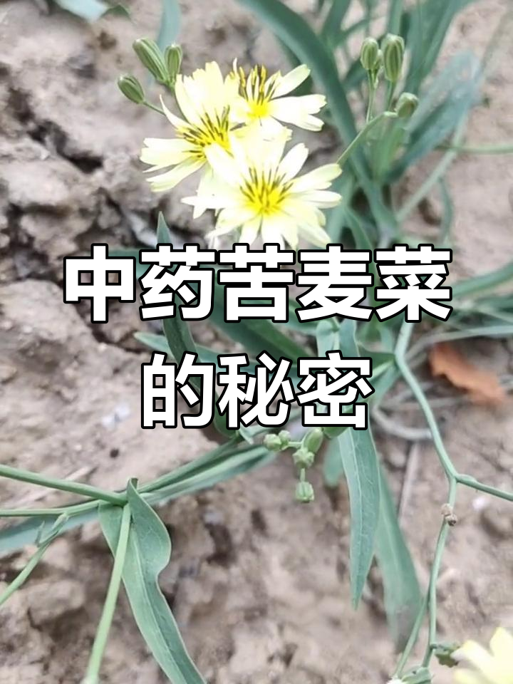 中华苦荬菜:一种常见草药,你了解吗?