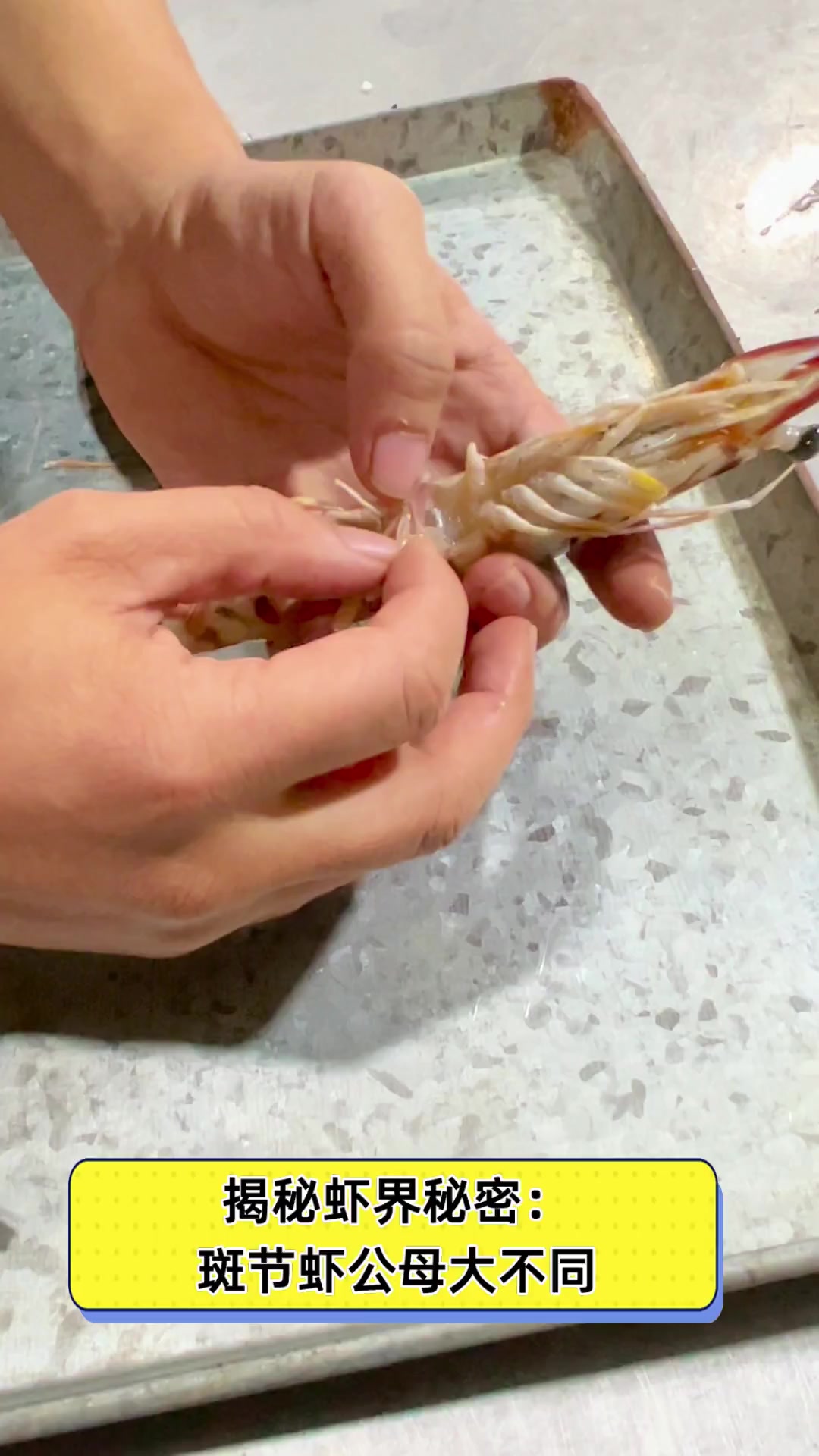 揭秘虾界秘密:斑节虾公母大不同