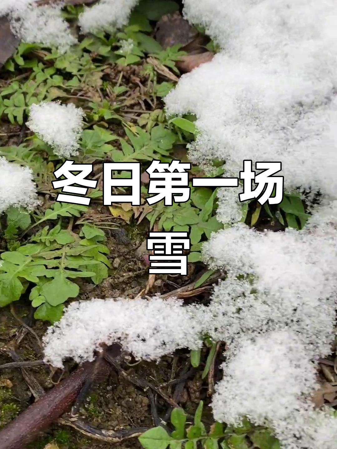 2022年冬季初雪来临,山间美景与野生荠菜的完美邂逅