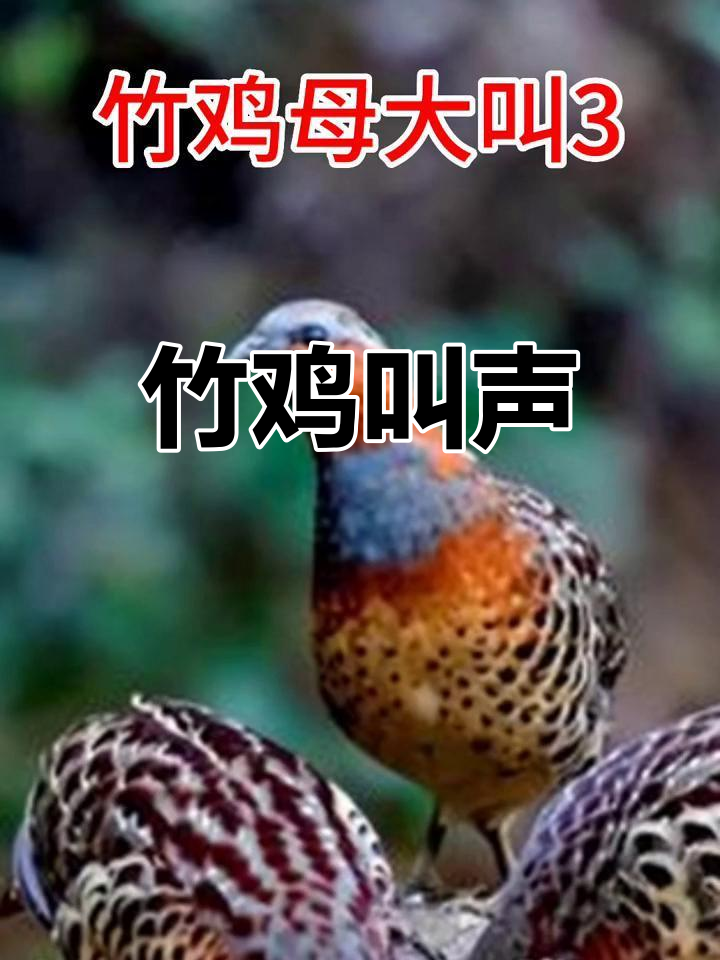 竹鸡母鸟的独特叫声