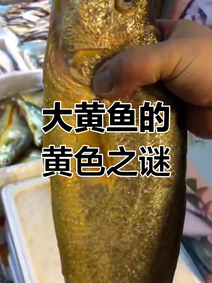 黄花鱼为何变黄?黑暗中的秘密大揭秘