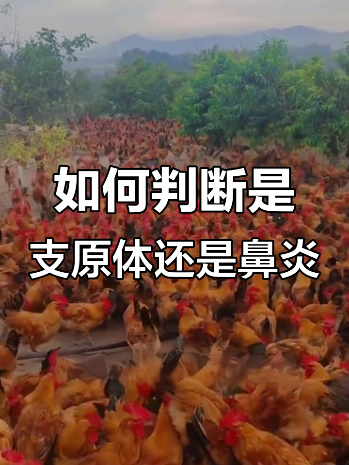 鸡群肿头肿脸?支原体与鼻炎如何区分,治疗方案全解析