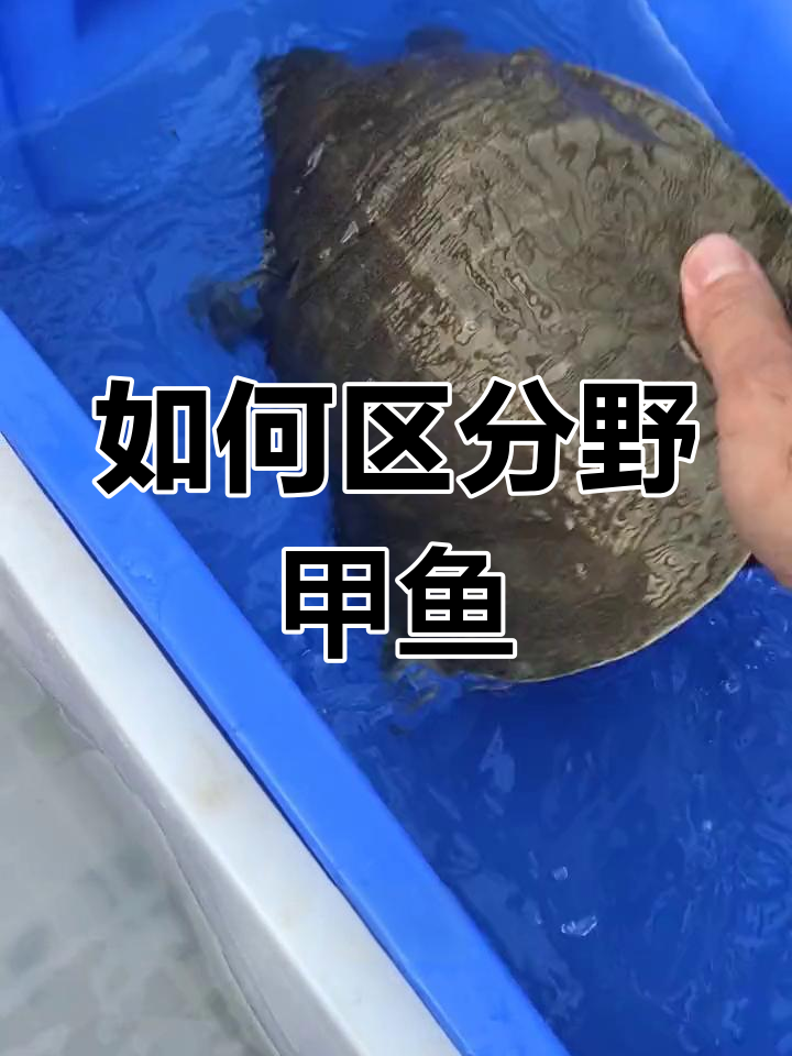 分辨甲鱼技巧大揭秘,如何辨别野生与养殖品种