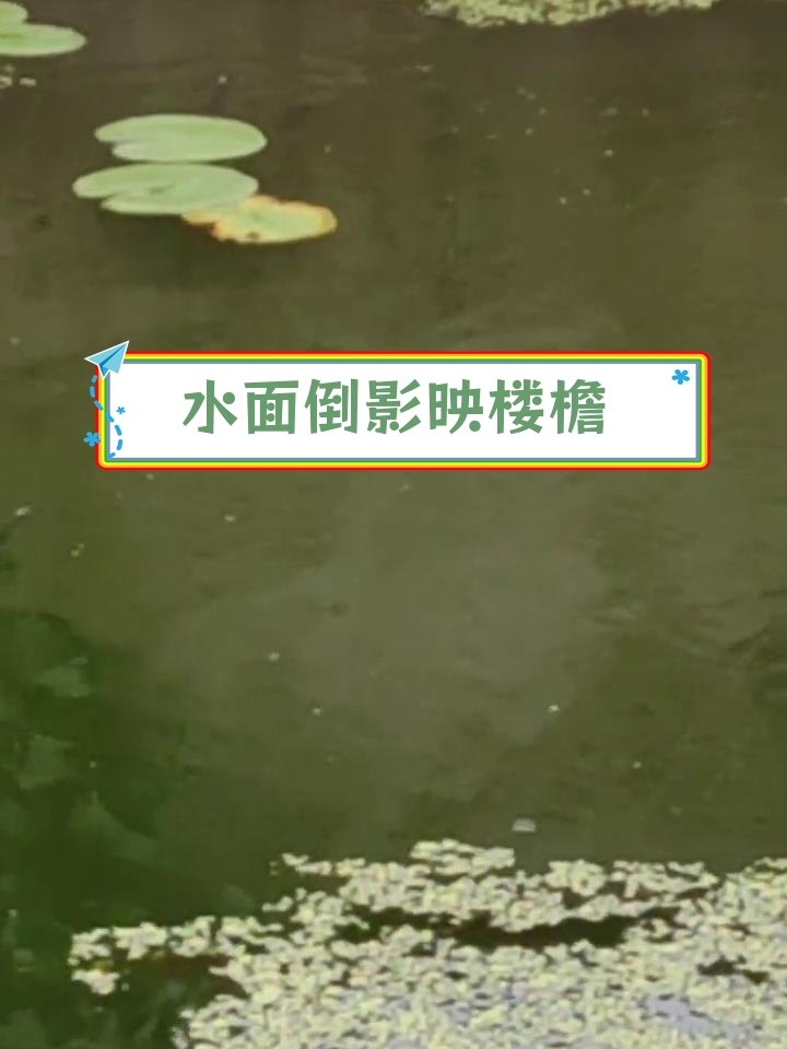 雨后池塘,鱼儿戏水