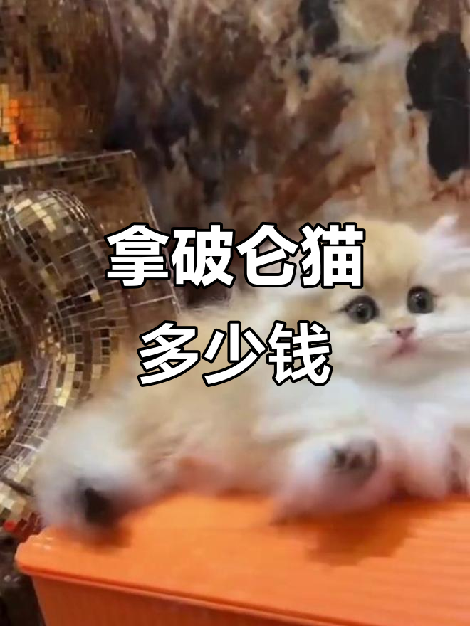 拿破仑猫价格大揭秘!矮脚猫品种全解析