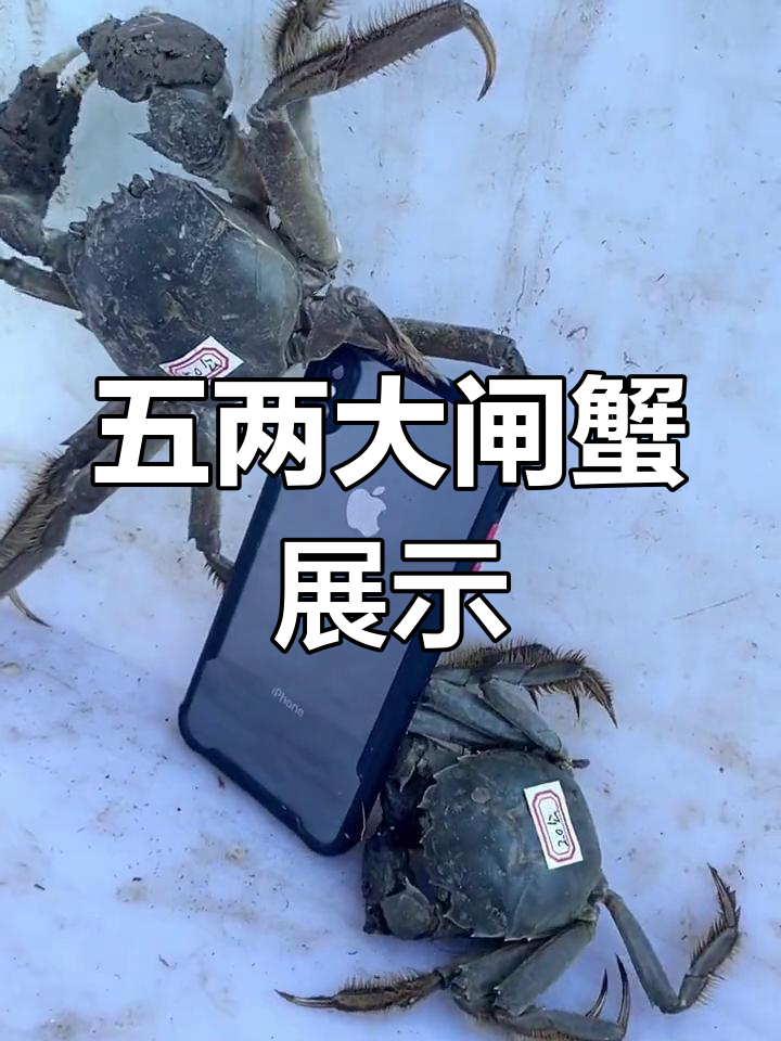 盘锦稻田蟹最大公蟹亮相,五两巨型螃蟹抢眼