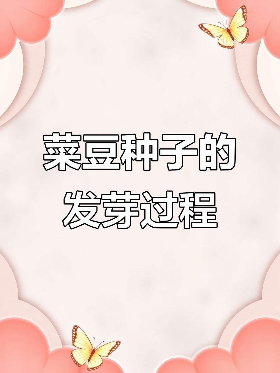 菜豆种子萌发全过程,超详细观察记录