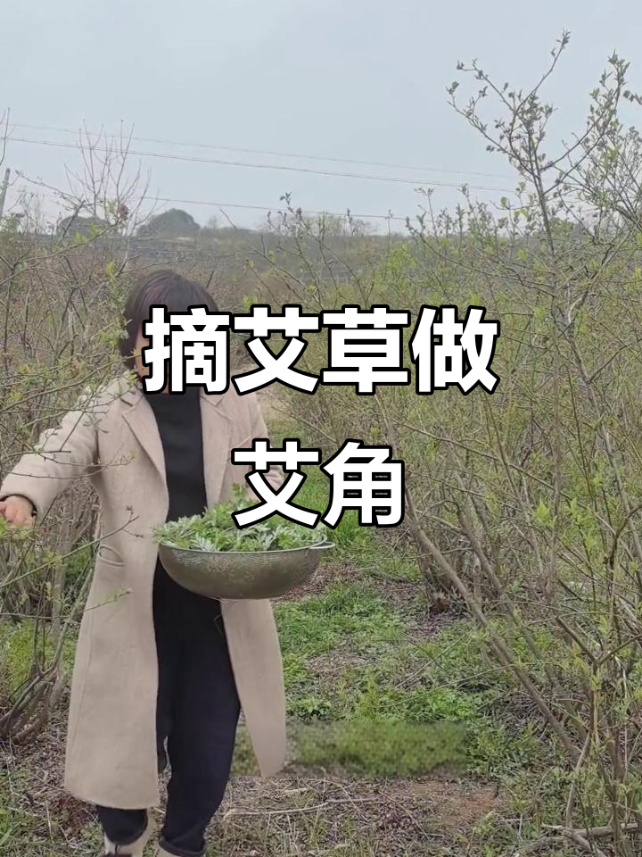 春天里的艾草与蓝莓园，新鲜采摘做地道艾角