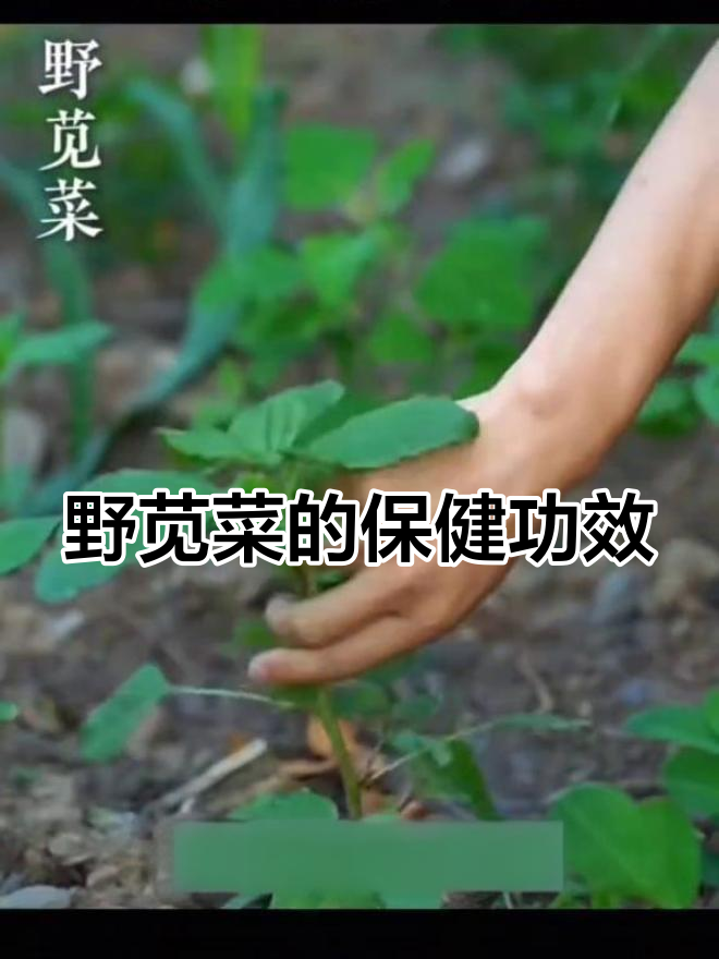 野苋菜:清热解毒,利湿消肿的多功能蔬菜