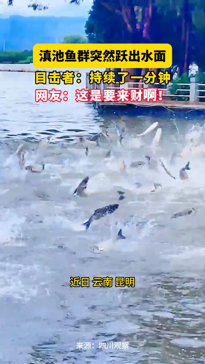 滇池鱼群突然跃出水面 网友:这是要来财啊!
