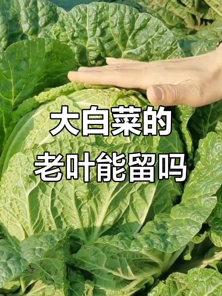 白菜老叶别摘,光合作用、防虫都靠它
