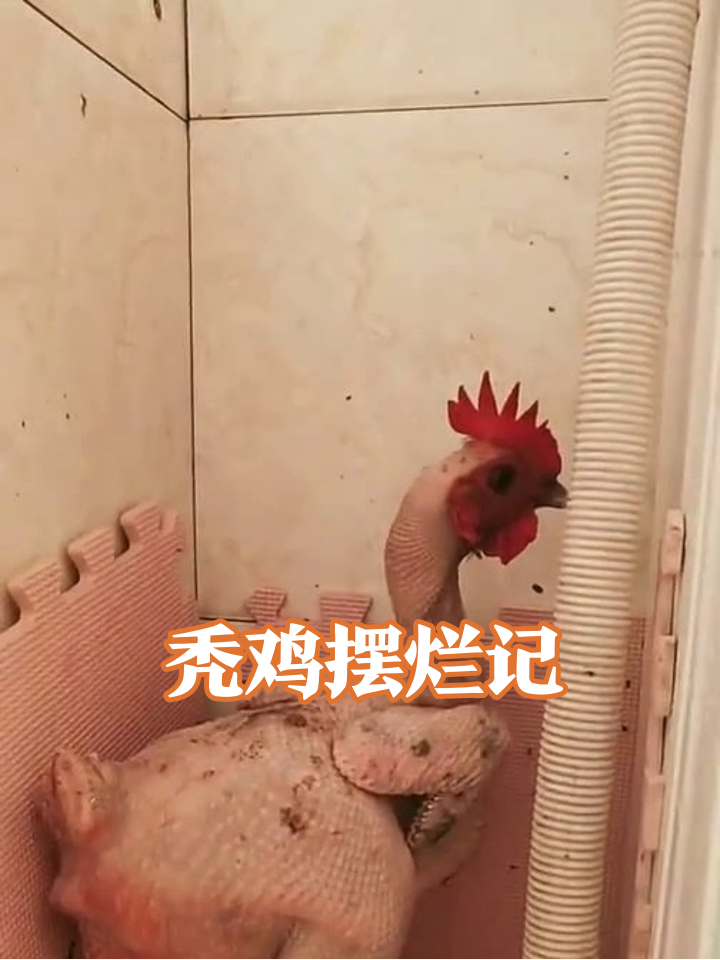 脱毛鸡有多惨?觅食无果后换豪华单间,往墙角一靠开启摆烂模式太真实