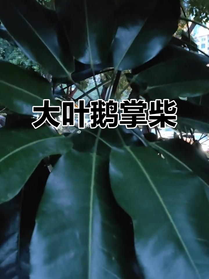 鹅掌柴大叶，带你领略大自然的馈赠
