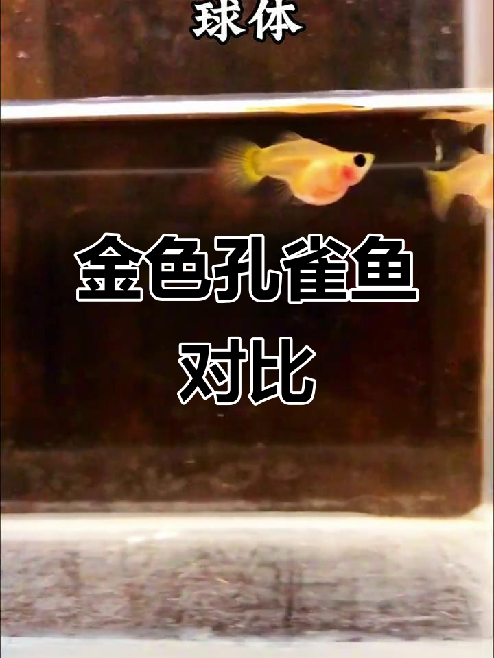 黄金玻璃猫球体与短体的美丽对比,孔雀鱼魅力尽显