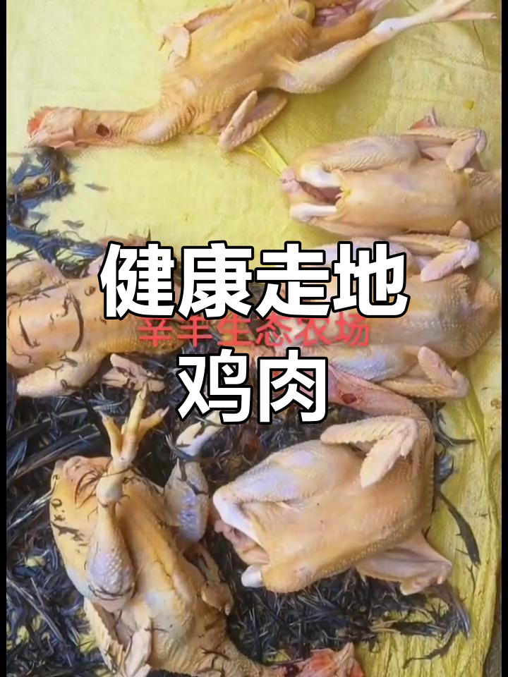 生态果园放养土鸡,口感鲜美
