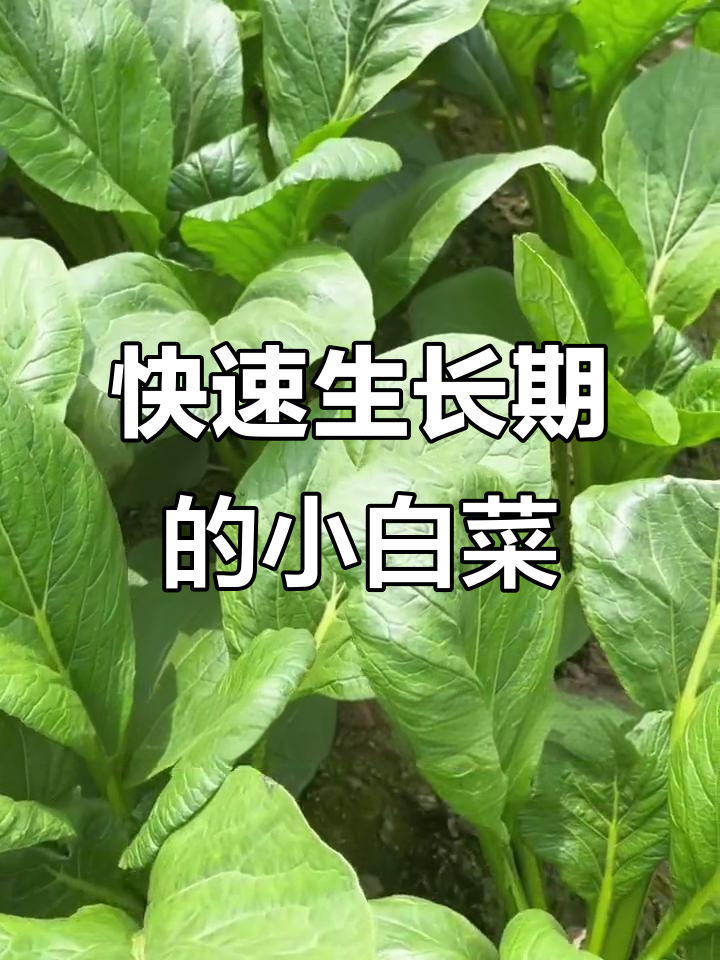 四季可种青梗小白菜,夏季生长迅速,口感脆嫩鲜美
