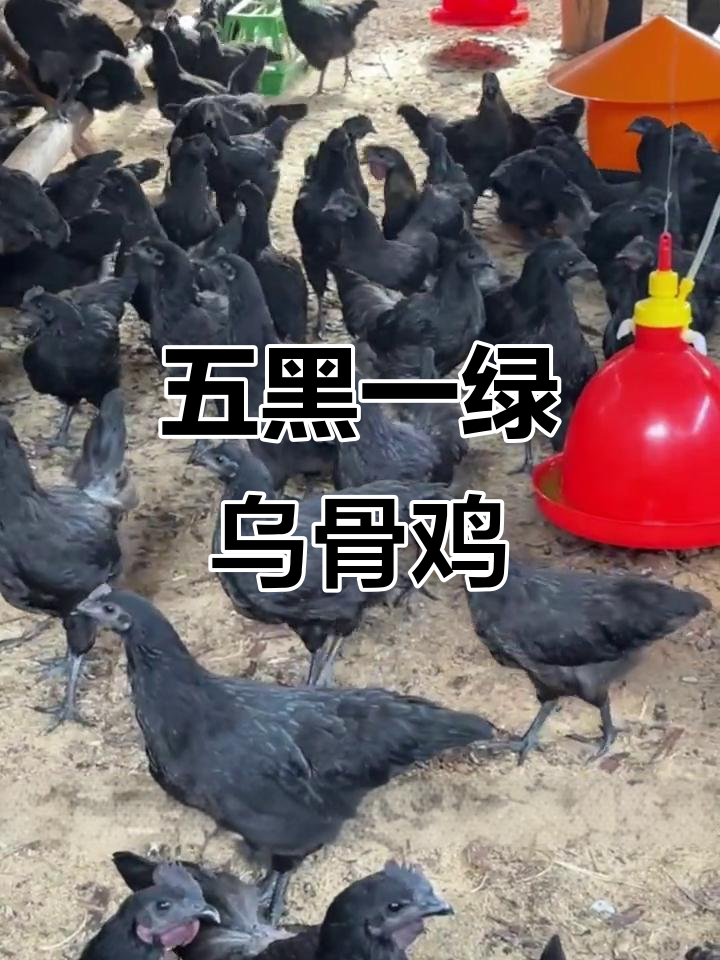 黑一绿鸡:五黑一绿的独特土鸡品种,滋补效果极佳