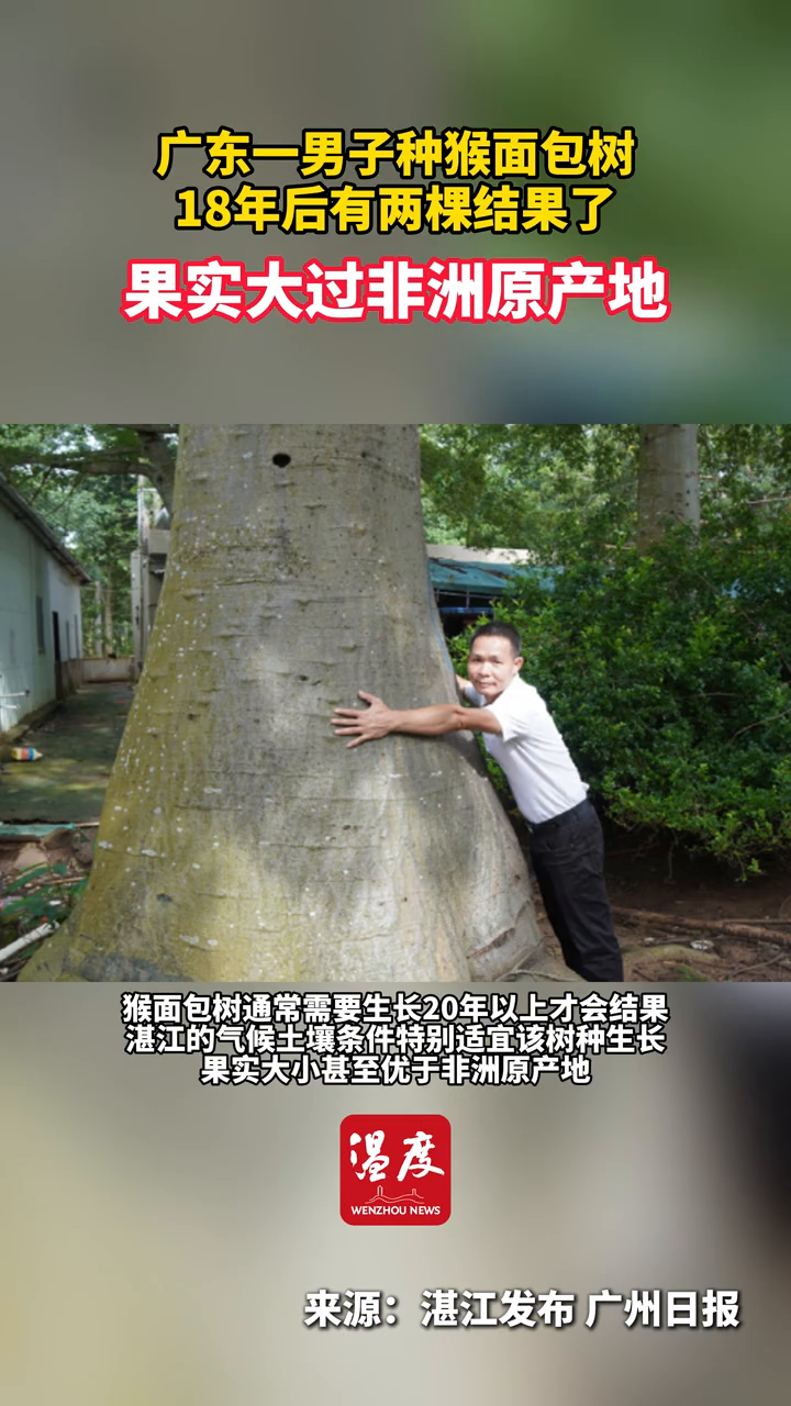 男子种猴面包树18年后有两棵结果了,果实大过非洲原产地