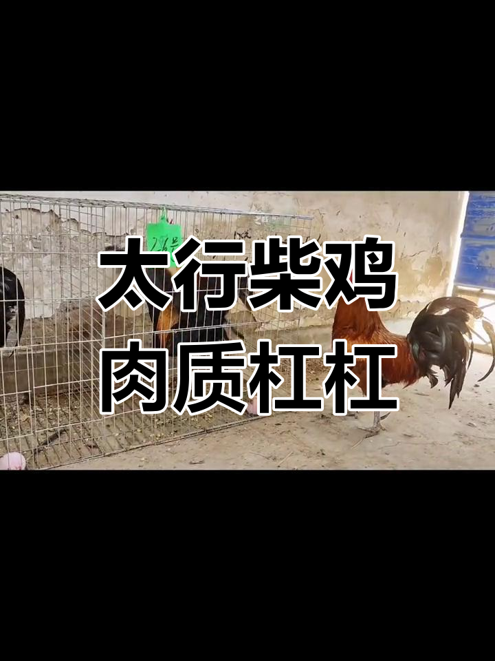 千年传承的太行柴鸡,野性十足肉质鲜美