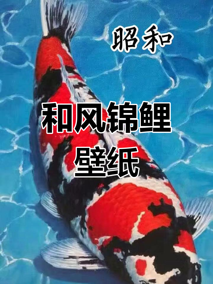 锦鲤壁纸:和风之美,夜空下的神秘魅力