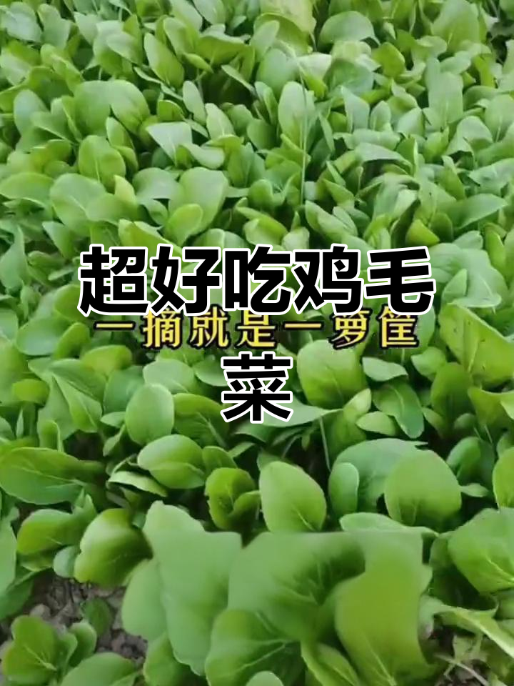 鸡毛菜,生长快又美味,炒火锅都超赞