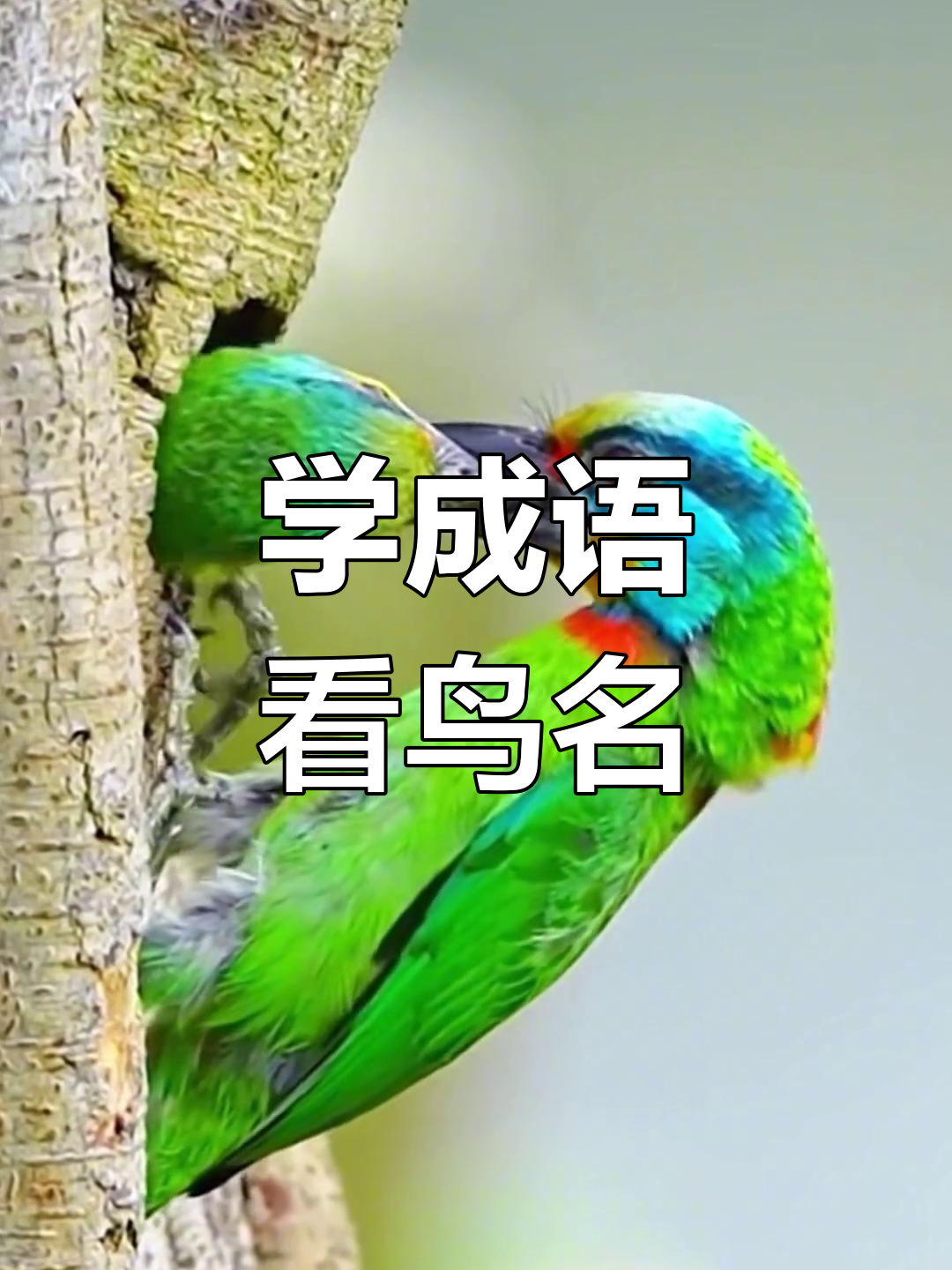 跟动物学成语,鸟类名称大揭秘!