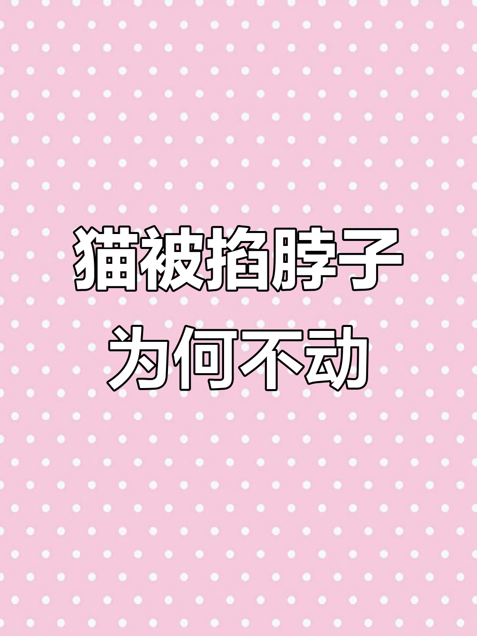 为什么捏住猫咪后颈它就不动了?原来是这种原因