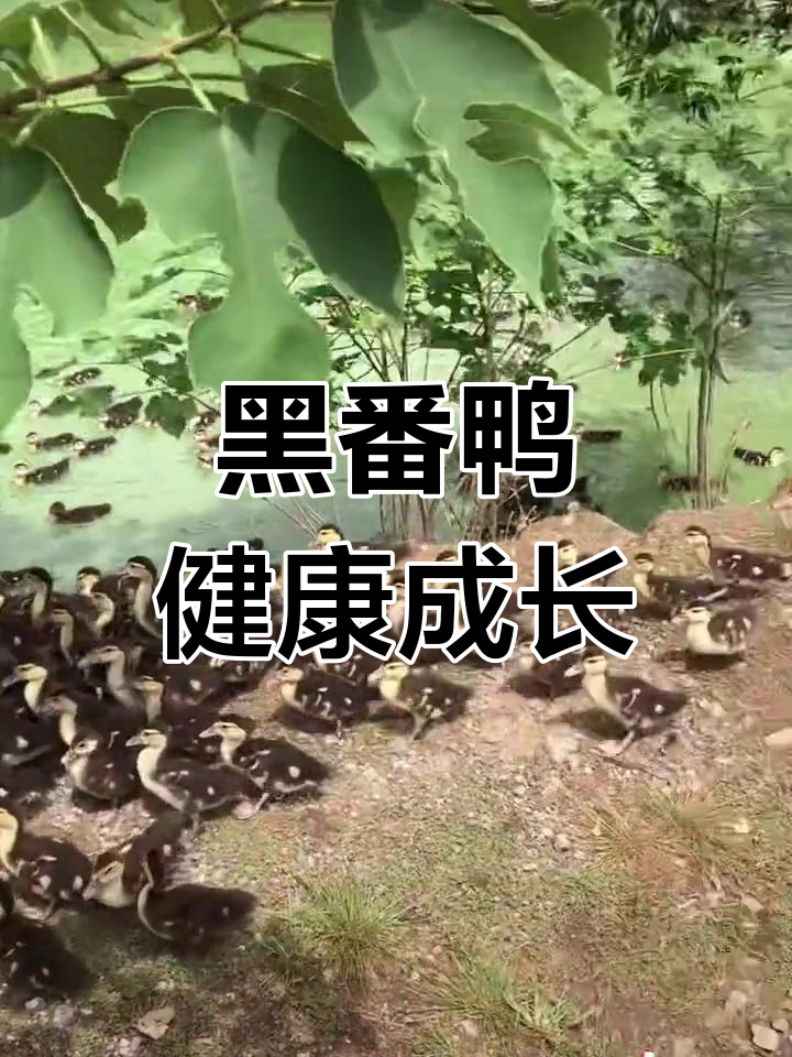 25天精心饲养,黑番鸭健康成长,成年可达9-10斤