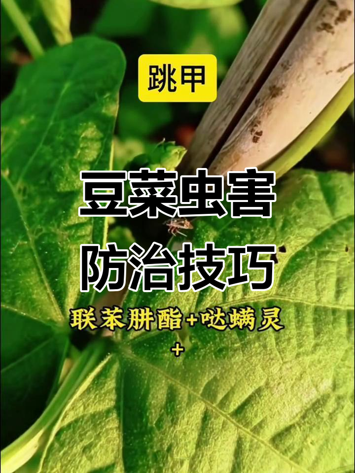 豆类蔬菜常见虫害防治全攻略