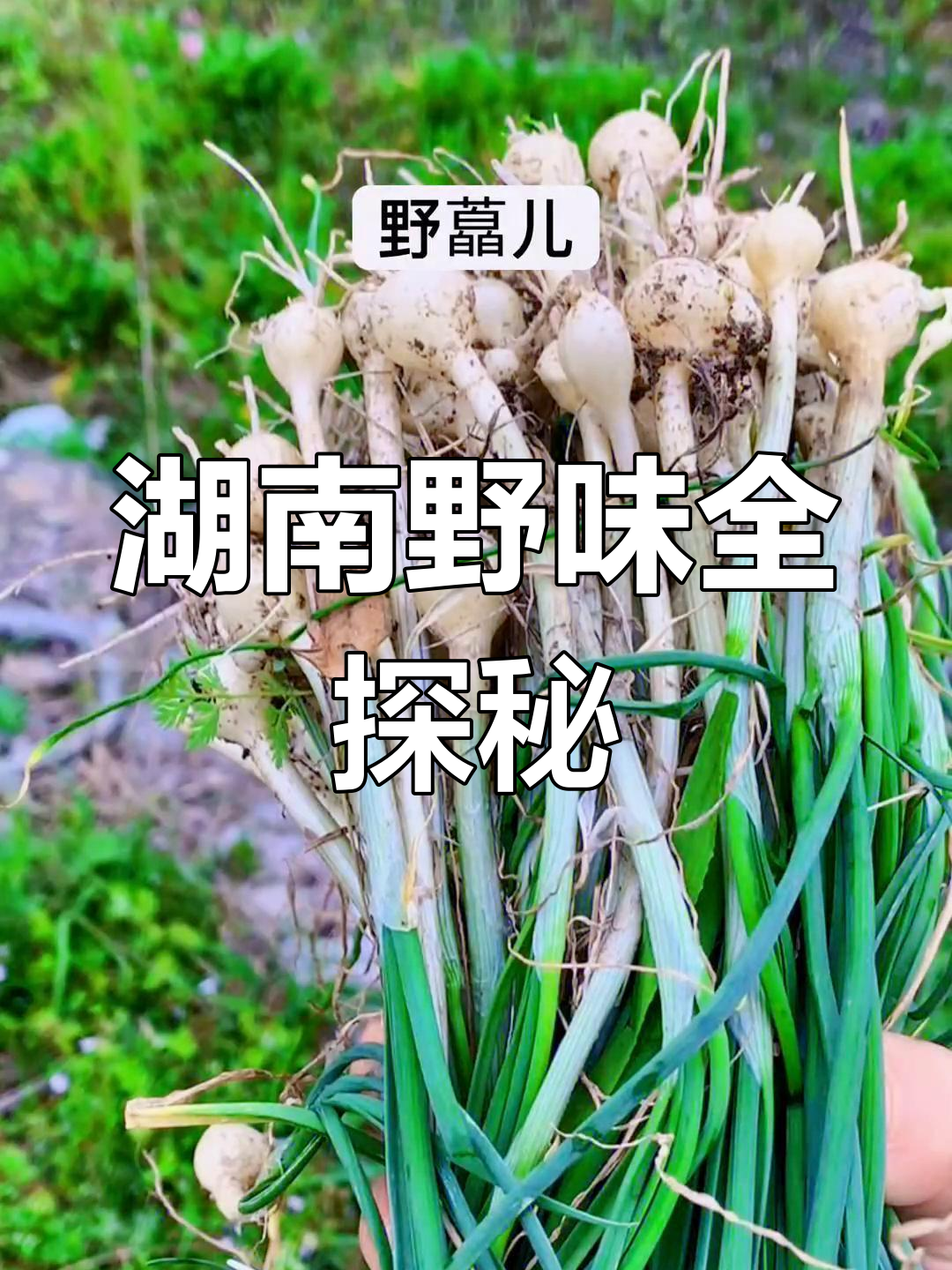 湖南野菜大揭秘,这些美味你绝对没试过!
