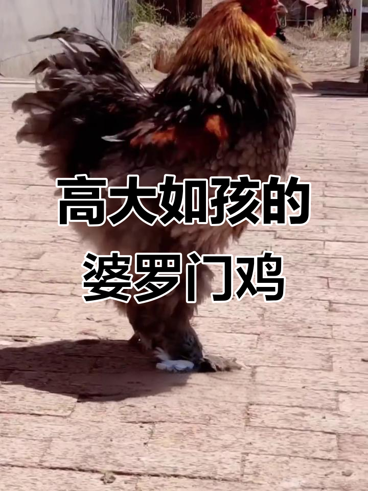 婆罗门鸡：比小孩还高的巨型杂交鸡，身高1米2