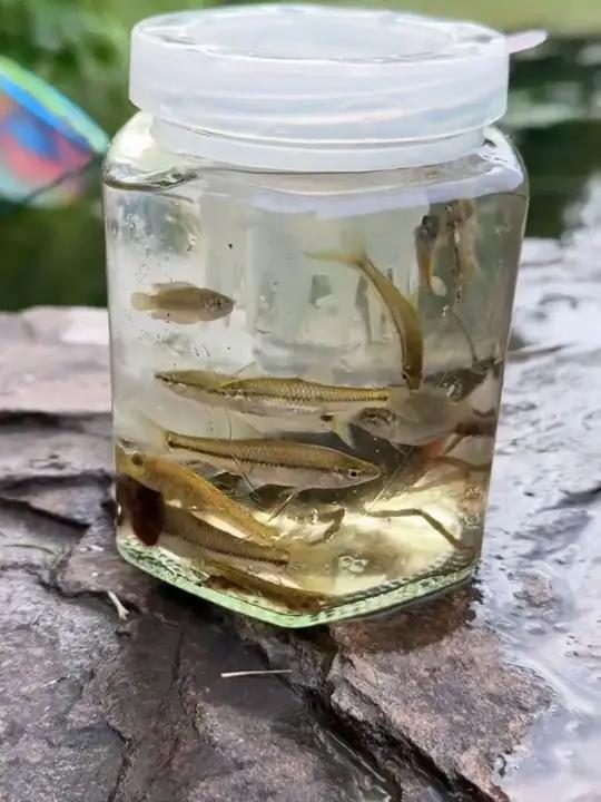 真没想到,抓鱼还能这么简单!太好玩了