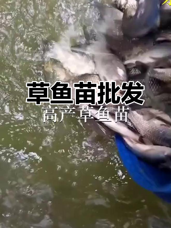优质草鱼苗供应,深圳及广州各大鱼苗场批发