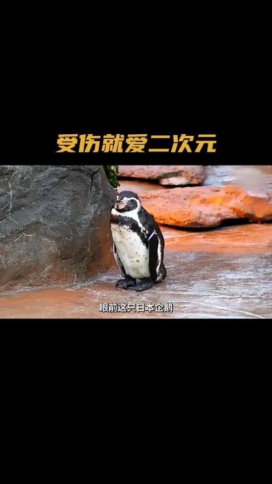 日本的啥都是二次元