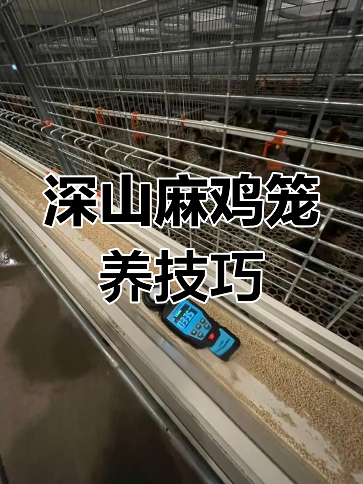 云南深山麻鸡开启笼养新模式,养殖技术大揭秘