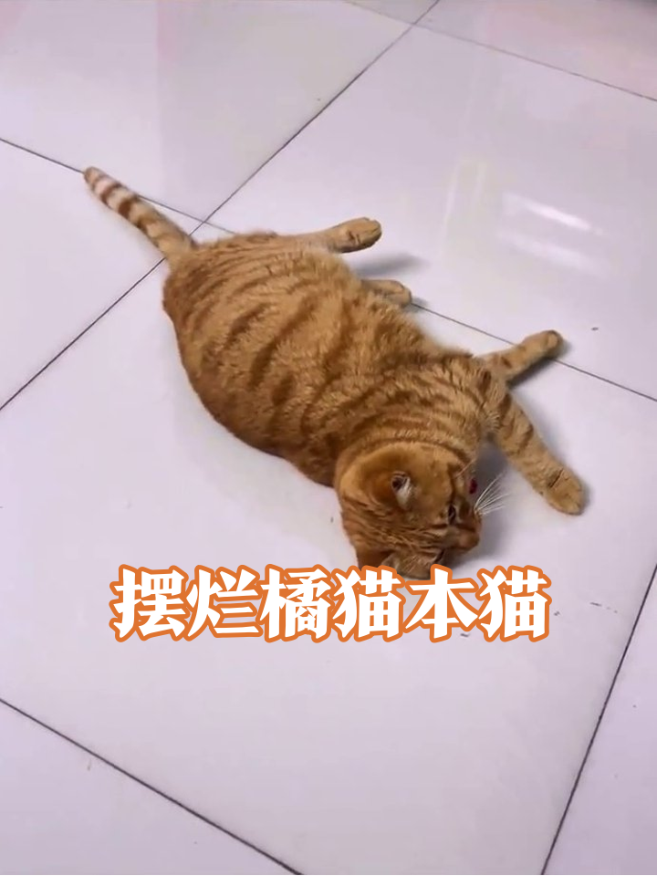橘猫上班摸鱼全记录:从生无可恋到就地躺平