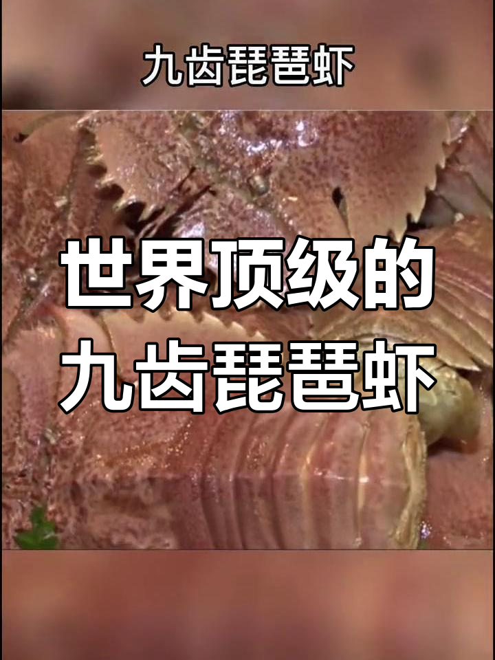 深海珍品!九齿琵琶虾,鲜美无比的顶级海鲜
