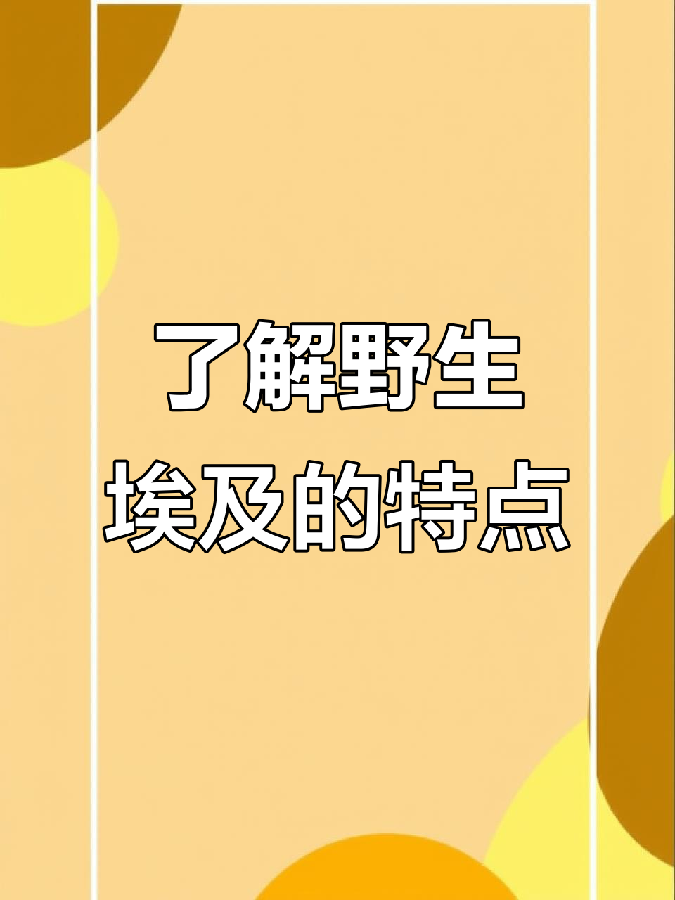 野生埃及与人工区别大揭秘,神仙鱼的美妙魅力