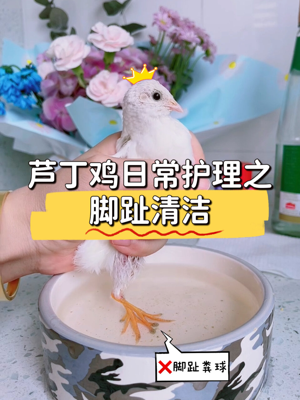 小鸡脚趾上的粪球如何清理?千万不要用手抠