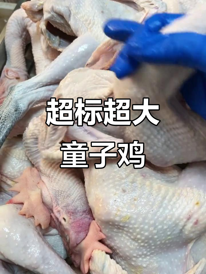 本地散养土公鸡,超标准大个童子鸡!