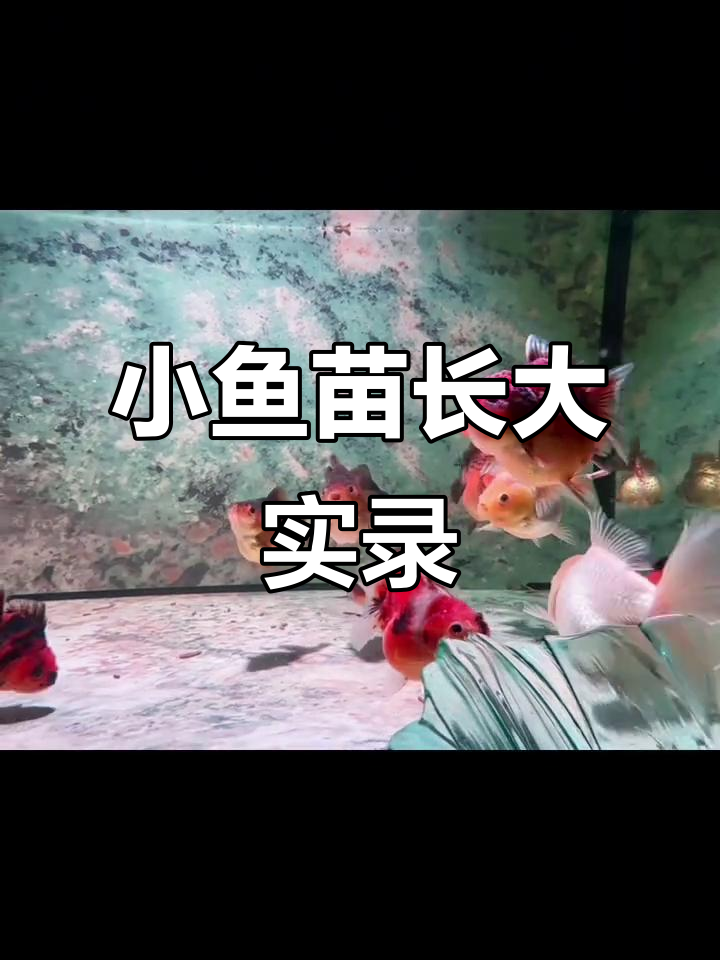 泰狮金鱼苗成长记:从小鱼到成鱼的蜕变