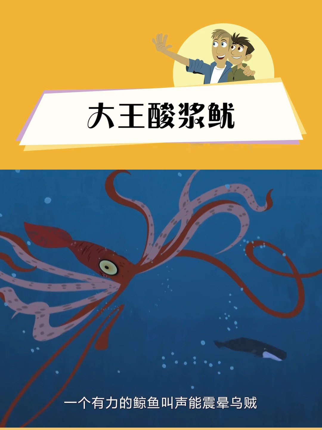 「动物兄弟」超巨大的大王酸浆鱿